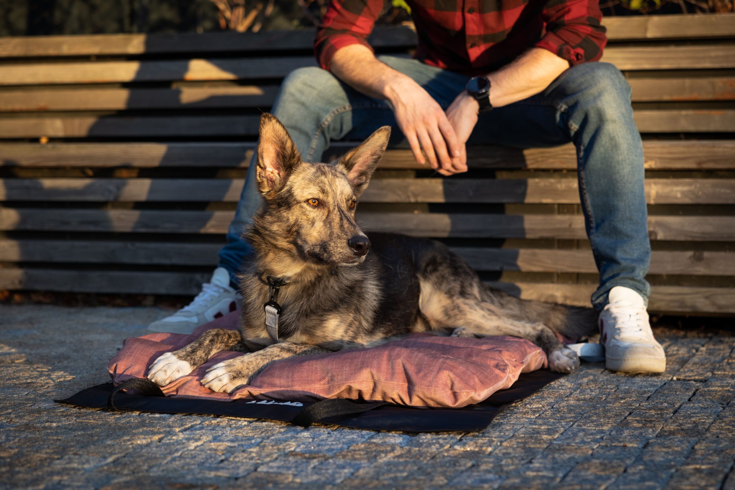 sustainable_travel_dog_bed_lebeddie_2305-2-scaled
